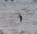 Sand Martin