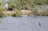 Little Egret