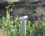 Common Tern