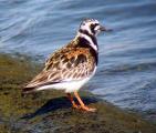 Ruddy Turnstone