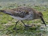 Dunlin