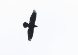 Raven