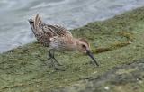Dunlin