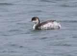 Black-necked Grebe
