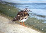 Ruddy Turnstone