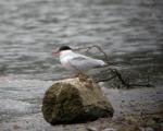 Common Tern