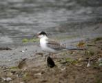 Common Tern