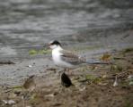 Common Tern