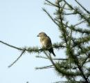 Crossbill
