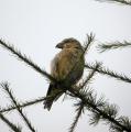 Crossbill