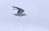 Black Tern