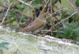 Reed Warbler