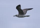 Yellow-legged Gull