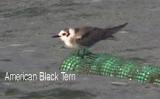Black Tern