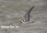 Black Tern