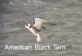 Black Tern