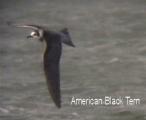 Black Tern
