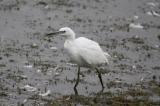 Little Egret