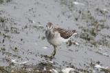 Greenshank