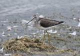 Greenshank