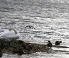 Greenshank