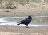 Carrion Crow