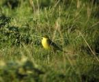 Yellow Wagtail