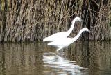 Little Egret