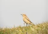 Wheatear