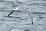 Yellow-legged Gull