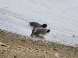 Gadwall
