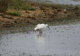 Little Egret