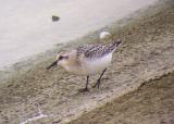 Sanderling