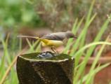 Grey Wagtail