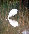 Little Egret