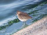 Dunlin