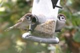 Tree Sparrow