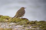 Rock Pipit