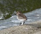 Dunlin