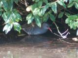 Water Rail