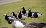 Barnacle Goose