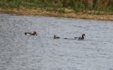 Red-crested Pochard