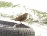 Rock Pipit