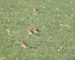 Fieldfare