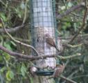 Tree Sparrow