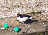 Oystercatcher