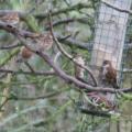 Tree Sparrow
