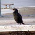 Shag