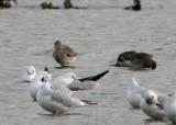 Black-tailed Godwit