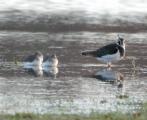 Dunlin